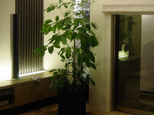観葉植物と寄植えのレンタル