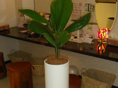 観葉植物と寄植えのレンタル