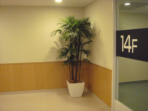 観葉植物と寄植えのレンタル