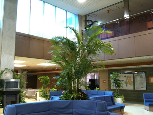 観葉植物と寄植えのレンタル