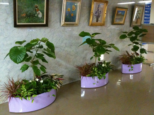観葉植物と寄植えのレンタル