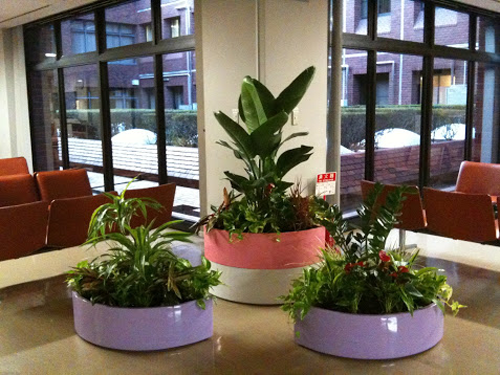 観葉植物と寄植えのレンタル