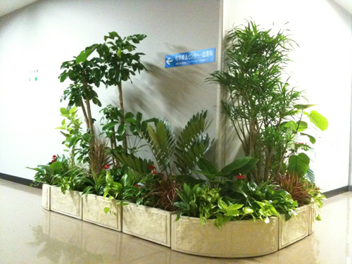 観葉植物と寄植えのレンタル