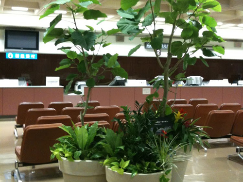 観葉植物と寄植えのレンタル
