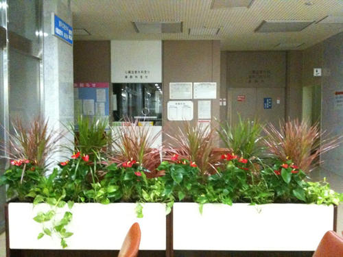 観葉植物と寄植えのレンタル