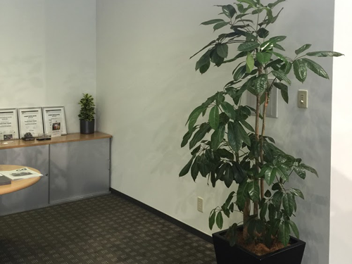 観葉植物と寄植えのレンタル