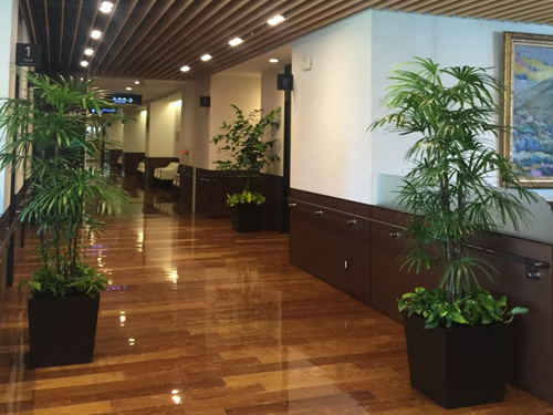 観葉植物と寄植えのレンタル