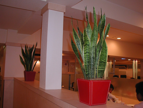 観葉植物と寄植えのレンタル
