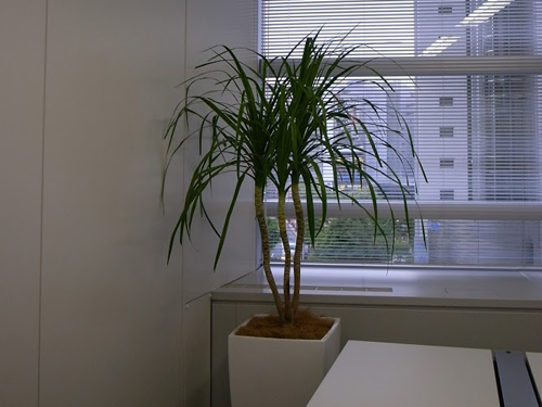 観葉植物と寄植えのレンタル
