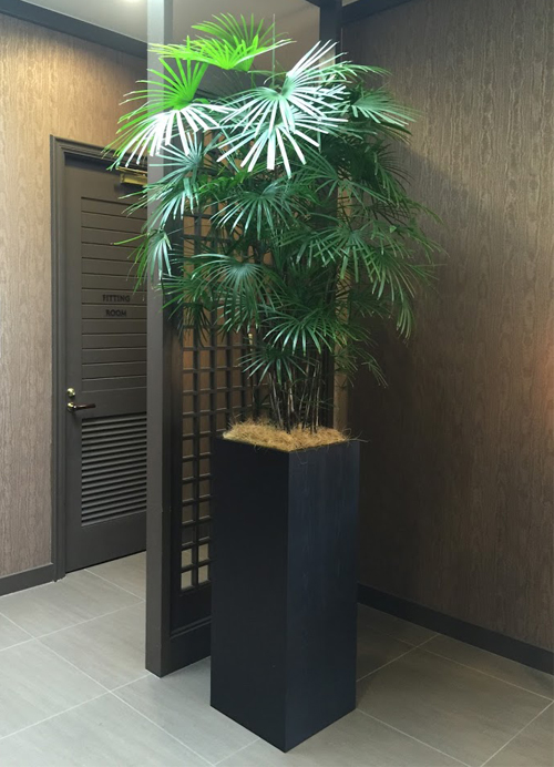 観葉植物レンタル