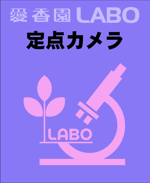 定点カメラ