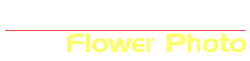 花写真
