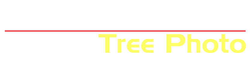 木写真