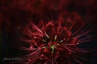 ヒガンバナ（彼岸花・曼殊沙華）