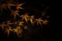 モミジ（紅葉）