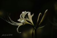 ヒガンバナ（彼岸花・曼殊沙華）