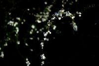 ユキヤナギ（雪柳）