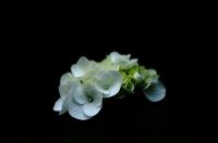 アジサイ（紫陽花）