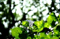 アジサイ（紫陽花）　筥崎宮