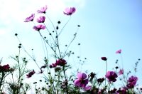 コスモス（秋桜）