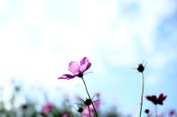 コスモス（秋桜）
