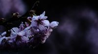 初御代桜　那珂川市