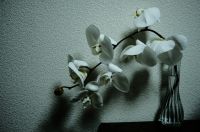 コチョウラン（胡蝶蘭）コチョウラン（学名：Phalaenopsis aphrodite、漢字表記：胡蝶蘭）は、ラン科植物の一つ。東南アジアに分布し、白い花をつける。コチョウランという名は、コチョウラン属 Phalaenopsis の総称としても、同属およびドリテノプシス属を含む洋ランを含む名称としても使われる。しかし和名としてのコチョウランは P. aphrodite に与えられたものである。種としてのコチョウランは東南アジアに分布する大きな平たい葉を持つ単軸性の着生ランである。白い花は美しく、よく似たファレノプシス・アマビリス P. amabilis と共に洋ランとしてのコチョウランのイメージを代表するものである。学名の種小名はギリシャ神話の愛と美と豊穣の女神アフロディテから。wikipediaより