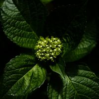 アジサイ（紫陽花）アジサイ（紫陽花、学名：Hydrangea macrophylla）は、アジサイ科アジサイ属の落葉低木の一種である。広義には「アジサイ」の名はアジサイ属植物の一部の総称でもある。狭義には品種の一つ H. macrophylla f. macrophylla の和名であり、他との区別のためこれがホンアジサイと呼ばれることもある。原種は日本に自生するガクアジサイである。狭義のアジサイ（ホンアジサイ）は、日本で原種ガクアジサイから改良した園芸品種で、ガクアジサイに近い落葉低木。6月から7月にかけて開花し、白、青、紫または赤色の萼（がく）が大きく発達した装飾花をもつ。ガクアジサイではこれが花序の周辺部を縁取るように並び、園芸では「額咲き」と呼ばれる。ガクアジサイから変化し、花序が球形ですべて装飾花となったアジサイは、「手まり咲き」と呼ばれる。栽培は、梅雨期に主に挿し木によって繁殖させている。日本、ヨーロッパ、アメリカなどで観賞用に広く栽培され、多くの品種が作り出されている。原産地は日本で、ヨーロッパで品種改良されたものはセイヨウアジサイと呼ばれる。変種のアマチャは稀に山地に自生するが、多くは寺院などで栽培されている。また、漢方で用いないが、民間では薬用植物として利用できる。なお、本種は有毒植物であるため、園芸や切り花として利用する際には取り扱いに注意が必要である。ただし、口に入れなければ毒の効果はない。食べてしまうと吐き気などの症状が出る。wikipediaより