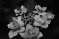 アジサイ（紫陽花）アジサイ（紫陽花、学名：Hydrangea macrophylla）は、アジサイ科アジサイ属の落葉低木の一種である。広義には「アジサイ」の名はアジサイ属植物の一部の総称でもある。狭義には品種の一つ H. macrophylla f. macrophylla の和名であり、他との区別のためこれがホンアジサイと呼ばれることもある。原種は日本に自生するガクアジサイである。狭義のアジサイ（ホンアジサイ）は、日本で原種ガクアジサイから改良した園芸品種で、ガクアジサイに近い落葉低木。6月から7月にかけて開花し、白、青、紫または赤色の萼（がく）が大きく発達した装飾花をもつ。ガクアジサイではこれが花序の周辺部を縁取るように並び、園芸では「額咲き」と呼ばれる。ガクアジサイから変化し、花序が球形ですべて装飾花となったアジサイは、「手まり咲き」と呼ばれる。栽培は、梅雨期に主に挿し木によって繁殖させている。日本、ヨーロッパ、アメリカなどで観賞用に広く栽培され、多くの品種が作り出されている。原産地は日本で、ヨーロッパで品種改良されたものはセイヨウアジサイと呼ばれる。変種のアマチャは稀に山地に自生するが、多くは寺院などで栽培されている。また、漢方で用いないが、民間では薬用植物として利用できる。なお、本種は有毒植物であるため、園芸や切り花として利用する際には取り扱いに注意が必要である。ただし、口に入れなければ毒の効果はない。食べてしまうと吐き気などの症状が出る。wikipediaより
