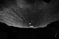 ハス（蓮）ハス（蓮、学名：Nelumbo nucifera）は、インド原産のハス科多年性水生植物。地下茎は「蓮根」（れんこん、はすね）といい、野菜名として通用する。原産地はインド亜大陸とその周辺。地中の地下茎から茎を伸ばし水面に葉を出す。草高は約1メートル、茎に通気のための穴が通っている。水面よりも高く出る葉もある（スイレンにはない）。葉は円形で葉柄が中央につき、撥水性があって水玉ができる（ロータス効果）。沼や池の沿岸部に沿って多く自生する。花期は7～8月で白またはピンク色の花を咲かせる。早朝に咲き昼には閉じる。園芸品種も、小型のチャワンバス（茶碗で育てられるほど小型の意味）のほか、花色の異なるものなど多数ある。Wikipediaより
