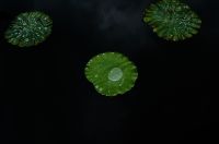 ハス（蓮）ハス（蓮、学名：Nelumbo nucifera）は、インド原産のハス科多年性水生植物。地下茎は「蓮根」（れんこん、はすね）といい、野菜名として通用する。原産地はインド亜大陸とその周辺。地中の地下茎から茎を伸ばし水面に葉を出す。草高は約1メートル、茎に通気のための穴が通っている。水面よりも高く出る葉もある（スイレンにはない）。葉は円形で葉柄が中央につき、撥水性があって水玉ができる（ロータス効果）。沼や池の沿岸部に沿って多く自生する。花期は7～8月で白またはピンク色の花を咲かせる。早朝に咲き昼には閉じる。園芸品種も、小型のチャワンバス（茶碗で育てられるほど小型の意味）のほか、花色の異なるものなど多数ある。Wikipediaより