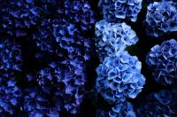 アジサイ（紫陽花）アジサイ（紫陽花、学名：Hydrangea macrophylla）は、アジサイ科アジサイ属の落葉低木の一種である。広義には「アジサイ」の名はアジサイ属植物の一部の総称でもある。狭義には品種の一つ H. macrophylla f. macrophylla の和名であり、他との区別のためこれがホンアジサイと呼ばれることもある。原種は日本に自生するガクアジサイである。狭義のアジサイ（ホンアジサイ）は、日本で原種ガクアジサイから改良した園芸品種で、ガクアジサイに近い落葉低木。6月から7月にかけて開花し、白、青、紫または赤色の萼（がく）が大きく発達した装飾花をもつ。ガクアジサイではこれが花序の周辺部を縁取るように並び、園芸では「額咲き」と呼ばれる。ガクアジサイから変化し、花序が球形ですべて装飾花となったアジサイは、「手まり咲き」と呼ばれる。栽培は、梅雨期に主に挿し木によって繁殖させている。日本、ヨーロッパ、アメリカなどで観賞用に広く栽培され、多くの品種が作り出されている。原産地は日本で、ヨーロッパで品種改良されたものはセイヨウアジサイと呼ばれる。変種のアマチャは稀に山地に自生するが、多くは寺院などで栽培されている。また、漢方で用いないが、民間では薬用植物として利用できる。なお、本種は有毒植物であるため、園芸や切り花として利用する際には取り扱いに注意が必要である。ただし、口に入れなければ毒の効果はない。食べてしまうと吐き気などの症状が出る。wikipediaより