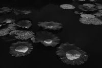 ハス（蓮）ハス（蓮、学名：Nelumbo nucifera）は、インド原産のハス科多年性水生植物。地下茎は「蓮根」（れんこん、はすね）といい、野菜名として通用する。原産地はインド亜大陸とその周辺。地中の地下茎から茎を伸ばし水面に葉を出す。草高は約1メートル、茎に通気のための穴が通っている。水面よりも高く出る葉もある（スイレンにはない）。葉は円形で葉柄が中央につき、撥水性があって水玉ができる（ロータス効果）。沼や池の沿岸部に沿って多く自生する。花期は7～8月で白またはピンク色の花を咲かせる。早朝に咲き昼には閉じる。園芸品種も、小型のチャワンバス（茶碗で育てられるほど小型の意味）のほか、花色の異なるものなど多数ある。Wikipediaより