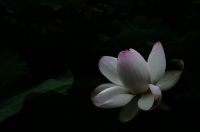 ハス（蓮）ハス（蓮、学名：Nelumbo nucifera）は、インド原産のハス科多年性水生植物。地下茎は「蓮根」（れんこん、はすね）といい、野菜名として通用する。原産地はインド亜大陸とその周辺。地中の地下茎から茎を伸ばし水面に葉を出す。草高は約1メートル、茎に通気のための穴が通っている。水面よりも高く出る葉もある（スイレンにはない）。葉は円形で葉柄が中央につき、撥水性があって水玉ができる（ロータス効果）。沼や池の沿岸部に沿って多く自生する。花期は7～8月で白またはピンク色の花を咲かせる。早朝に咲き昼には閉じる。園芸品種も、小型のチャワンバス（茶碗で育てられるほど小型の意味）のほか、花色の異なるものなど多数ある。Wikipediaより