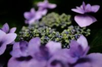 アジサイ（紫陽花）アジサイ（紫陽花、学名：Hydrangea macrophylla）は、アジサイ科アジサイ属の落葉低木の一種である。広義には「アジサイ」の名はアジサイ属植物の一部の総称でもある。狭義には品種の一つ H. macrophylla f. macrophylla の和名であり、他との区別のためこれがホンアジサイと呼ばれることもある。原種は日本に自生するガクアジサイである。狭義のアジサイ（ホンアジサイ）は、日本で原種ガクアジサイから改良した園芸品種で、ガクアジサイに近い落葉低木。6月から7月にかけて開花し、白、青、紫または赤色の萼（がく）が大きく発達した装飾花をもつ。ガクアジサイではこれが花序の周辺部を縁取るように並び、園芸では「額咲き」と呼ばれる。ガクアジサイから変化し、花序が球形ですべて装飾花となったアジサイは、「手まり咲き」と呼ばれる。栽培は、梅雨期に主に挿し木によって繁殖させている。日本、ヨーロッパ、アメリカなどで観賞用に広く栽培され、多くの品種が作り出されている。原産地は日本で、ヨーロッパで品種改良されたものはセイヨウアジサイと呼ばれる。変種のアマチャは稀に山地に自生するが、多くは寺院などで栽培されている。また、漢方で用いないが、民間では薬用植物として利用できる。なお、本種は有毒植物であるため、園芸や切り花として利用する際には取り扱いに注意が必要である。ただし、口に入れなければ毒の効果はない。食べてしまうと吐き気などの症状が出る。wikipediaより