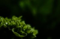 アジサイ（紫陽花）アジサイ（紫陽花、学名：Hydrangea macrophylla）は、アジサイ科アジサイ属の落葉低木の一種である。広義には「アジサイ」の名はアジサイ属植物の一部の総称でもある。狭義には品種の一つ H. macrophylla f. macrophylla の和名であり、他との区別のためこれがホンアジサイと呼ばれることもある。原種は日本に自生するガクアジサイである。狭義のアジサイ（ホンアジサイ）は、日本で原種ガクアジサイから改良した園芸品種で、ガクアジサイに近い落葉低木。6月から7月にかけて開花し、白、青、紫または赤色の萼（がく）が大きく発達した装飾花をもつ。ガクアジサイではこれが花序の周辺部を縁取るように並び、園芸では「額咲き」と呼ばれる。ガクアジサイから変化し、花序が球形ですべて装飾花となったアジサイは、「手まり咲き」と呼ばれる。栽培は、梅雨期に主に挿し木によって繁殖させている。日本、ヨーロッパ、アメリカなどで観賞用に広く栽培され、多くの品種が作り出されている。原産地は日本で、ヨーロッパで品種改良されたものはセイヨウアジサイと呼ばれる。変種のアマチャは稀に山地に自生するが、多くは寺院などで栽培されている。また、漢方で用いないが、民間では薬用植物として利用できる。なお、本種は有毒植物であるため、園芸や切り花として利用する際には取り扱いに注意が必要である。ただし、口に入れなければ毒の効果はない。食べてしまうと吐き気などの症状が出る。wikipediaより