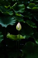 ハス（蓮）ハス（蓮、学名：Nelumbo nucifera）は、インド原産のハス科多年性水生植物。地下茎は「蓮根」（れんこん、はすね）といい、野菜名として通用する。原産地はインド亜大陸とその周辺。地中の地下茎から茎を伸ばし水面に葉を出す。草高は約1メートル、茎に通気のための穴が通っている。水面よりも高く出る葉もある（スイレンにはない）。葉は円形で葉柄が中央につき、撥水性があって水玉ができる（ロータス効果）。沼や池の沿岸部に沿って多く自生する。花期は7～8月で白またはピンク色の花を咲かせる。早朝に咲き昼には閉じる。園芸品種も、小型のチャワンバス（茶碗で育てられるほど小型の意味）のほか、花色の異なるものなど多数ある。Wikipediaより