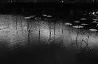 ハス（蓮）ハス（蓮、学名：Nelumbo nucifera）は、インド原産のハス科多年性水生植物。地下茎は「蓮根」（れんこん、はすね）といい、野菜名として通用する。原産地はインド亜大陸とその周辺。地中の地下茎から茎を伸ばし水面に葉を出す。草高は約1メートル、茎に通気のための穴が通っている。水面よりも高く出る葉もある（スイレンにはない）。葉は円形で葉柄が中央につき、撥水性があって水玉ができる（ロータス効果）。沼や池の沿岸部に沿って多く自生する。花期は7～8月で白またはピンク色の花を咲かせる。早朝に咲き昼には閉じる。園芸品種も、小型のチャワンバス（茶碗で育てられるほど小型の意味）のほか、花色の異なるものなど多数ある。Wikipediaより
