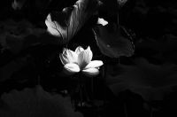 ハス（蓮）ハス（蓮、学名：Nelumbo nucifera）は、インド原産のハス科多年性水生植物。地下茎は「蓮根」（れんこん、はすね）といい、野菜名として通用する。原産地はインド亜大陸とその周辺。地中の地下茎から茎を伸ばし水面に葉を出す。草高は約1メートル、茎に通気のための穴が通っている。水面よりも高く出る葉もある（スイレンにはない）。葉は円形で葉柄が中央につき、撥水性があって水玉ができる（ロータス効果）。沼や池の沿岸部に沿って多く自生する。花期は7～8月で白またはピンク色の花を咲かせる。早朝に咲き昼には閉じる。園芸品種も、小型のチャワンバス（茶碗で育てられるほど小型の意味）のほか、花色の異なるものなど多数ある。Wikipediaより