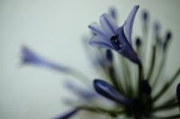 アガパンサス単子葉植物の属の1つで、南アフリカ原産。日本では園芸用に球根が販売される。「アガパンサス (Αγάπανθος)」はギリシャ語の ἀγάπη（アガペー「愛」）と ἄνθος（アントス「花」）の2語の組み合わせで、このため花言葉は「愛」や「恋」にちなんだものが多い。