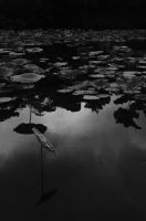 ハス（蓮）ハス（蓮、学名：Nelumbo nucifera）は、インド原産のハス科多年性水生植物。地下茎は「蓮根」（れんこん、はすね）といい、野菜名として通用する。原産地はインド亜大陸とその周辺。地中の地下茎から茎を伸ばし水面に葉を出す。草高は約1メートル、茎に通気のための穴が通っている。水面よりも高く出る葉もある（スイレンにはない）。葉は円形で葉柄が中央につき、撥水性があって水玉ができる（ロータス効果）。沼や池の沿岸部に沿って多く自生する。花期は7～8月で白またはピンク色の花を咲かせる。早朝に咲き昼には閉じる。園芸品種も、小型のチャワンバス（茶碗で育てられるほど小型の意味）のほか、花色の異なるものなど多数ある。Wikipediaより