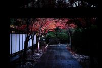 紅葉　ライトアップ　小倉上庭園