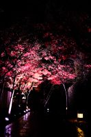 紅葉　ライトアップ　小倉上庭園