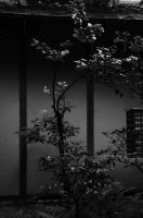 松風園福岡市松風園は昭和20年代に建設されたお茶室を有する日本庭園です。かつての福岡を代表する百貨店である「福岡玉屋」の創業者田中丸善八翁の邸宅「松風荘」の跡地を整備後、平成19年度に福岡市平尾に開園し、一般利用できるようにしました。また、「松風園」の由来である田中丸家が愛用した茶室「松風庵」は、当時の状態で保存されています。正門から受付まで伸びる石積み階段を登りきると、駿河湾と富士山をイメージした美しい日本庭園が広がります。樹齢100年をこえるイロハモミジをはじめ、織部灯籠や春日灯籠、四ツ腰掛け（卍字亭）を写した四阿（あずまや）が配され、四季折々の日本の美しさを体感できます。また当園にしかないと言われている棗（なつめ）灯籠があります。これは茶道をこよなく愛した田中丸氏が茶道具である棗をイメージして作らせたもので非常に珍しいものです。「松風庵」は京都から資材や数奇屋師を集め、その意匠や技術の粋を遺憾なく発揮した本格的な茶室です。障子を開けると美しく開放的な日本庭園を望むことができます。茶室は「松風庵」（小間）と広間、新館に和室8畳２間があります。庭園には露地と野点広場、あずまやや腰掛待合、蹲踞（つくばい）等を備えており、茶道をはじめ、様々な文化交流の場として市民の皆様にご利用いただいています。松風園は天神から南に広がる浄水エリアにある、静かな住宅地内に位置します。周辺に福岡市動植物園、浄水緑地、平尾山荘（野村望東尼山荘跡）など自然豊かな散策コースが点在し、また、松風園自体も平尾の貴重な緑地保全に役立っています。施設にはエレベーターを設置しており、駐車場から玄関ホールまで車いすでも移動できます。園内では抹茶のご提供（有料）を行っておりますので、庭園を眺めながらの一服をお楽しみいただけます。公式HPより