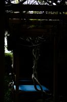 フジ（藤）