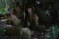 サキシマスオウノキ　沖縄県
