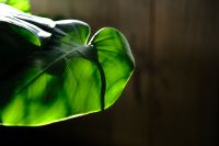 モンステラ　観葉植物