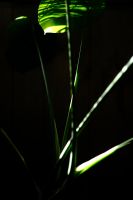 モンステラ　観葉植物