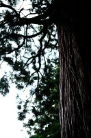 スギ（杉）　観音杉　雷神社