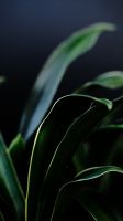オモト（万年青）